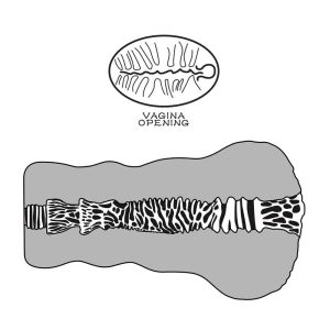 Masturbator-Alien’s-Pie-#2-interior