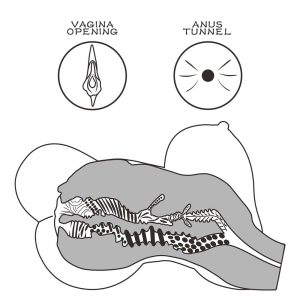 Streetgirl’s-#6-Păpușă-Plinuță-cu-Sâni-Mari-caracteristici