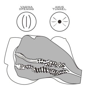 Streetgirl’s-#7-–-Bust-Femeie-Grăsuță-Sâni-Mari-detalii